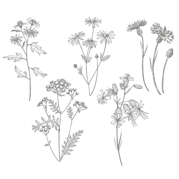 Verzameling van hand getekende bloemen en kruiden. Botanische planten illustratie. Vintage medicinale kruiden schets set van inkt hand getrokken medische kruiden en planten schets — Stockvector