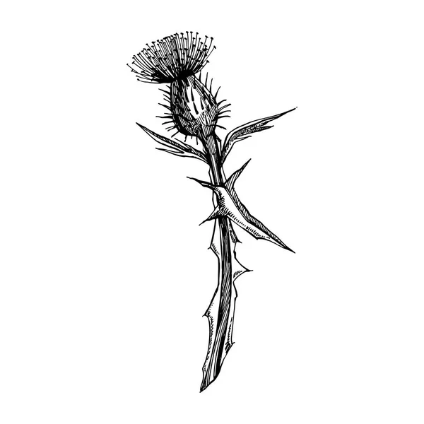 アザミやデイジーの花.植物のイラスト。化粧品、薬、治療、アロマセラピー、看護、パッケージデザイン、フィールドブーケに適しています。手描き野生の干し草の花 — ストックベクタ