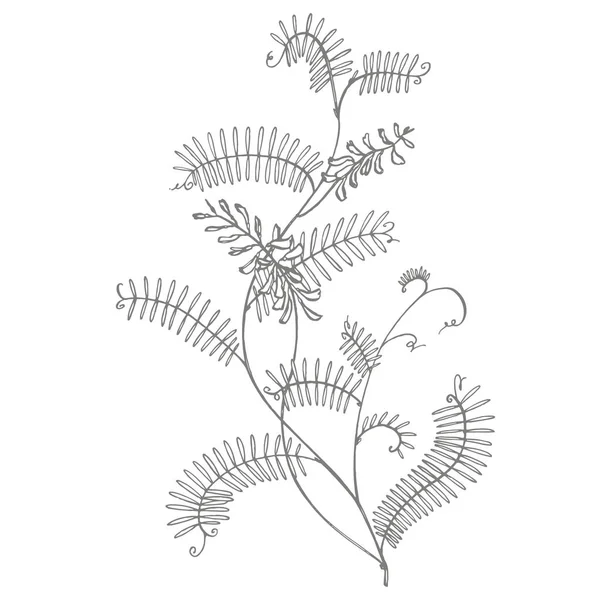 Ramo de planta selvagem Vicia cracca. Tufted Vetch ou Vicia cracca, ilustração gravada vintage. Ilustração botânica. Bom para cosméticos, medicina, tratamento, aromaterapia, enfermagem, design de embalagens —  Vetores de Stock