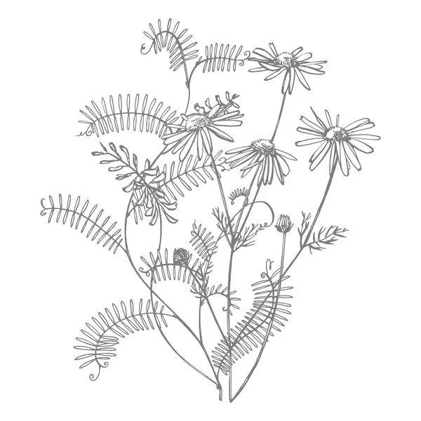 야생 식물 비시아 크라카의 가지. 터프 베치 또는 비시아 크라카, 빈티지 인그레이빙 일러스트. 손으로 그린 꽃과 허브의 꽃다발. 식물 일러스트 — 스톡 벡터