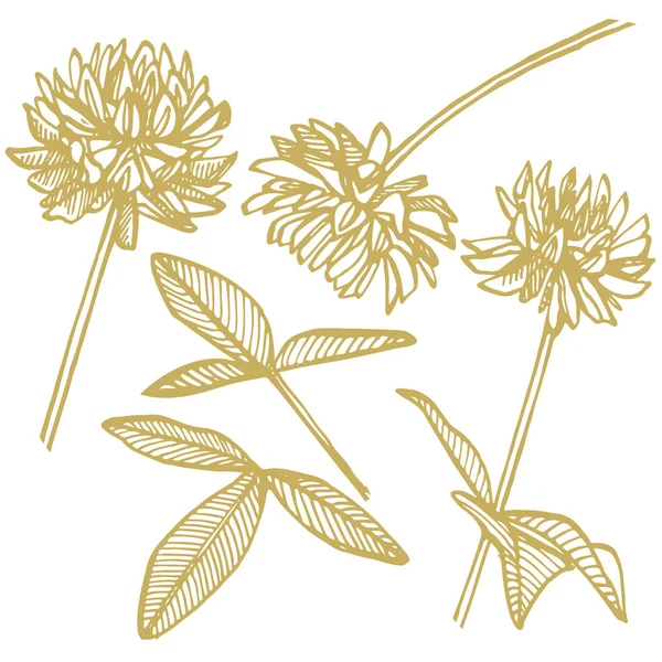 Plantas de trevo. Ilustração botânica. Bom para cosméticos, medicina, tratamento, aromaterapia, enfermagem, design de pacotes, buquê de campo Flores de feno selvagem desenhadas à mão —  Vetores de Stock