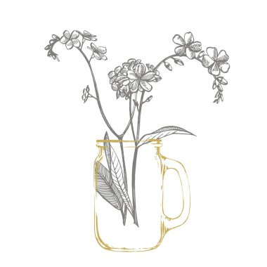 Unut gitsin, çiçekler değil. Botanik Illustration. Kozmetik, ilaç, tedavi, aromaterapi, hemşirelik, paket tasarımı, alan buket için iyi. El çizilmiş yabani saman çiçekleri