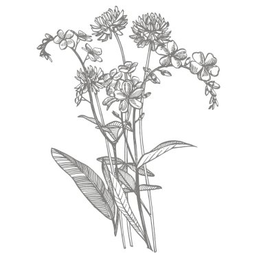 Vahşi bitkinin dalı unut gitsin, hayır ve Clover. Vintage kazınmış illüstrasyon. El çizilmiş çiçekler ve otlar buket. Botanik bitki illüstrasyon