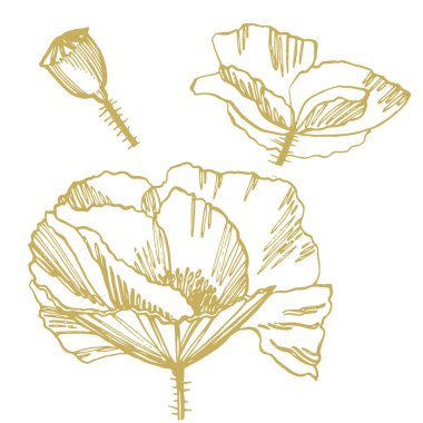 Haşhaş çiçekleri. Botanik bitki illüstrasyon. Mürekkep el çizilmiş tıbbi otlar ve bitkiler kroki Vintage şifalı otlar kroki seti