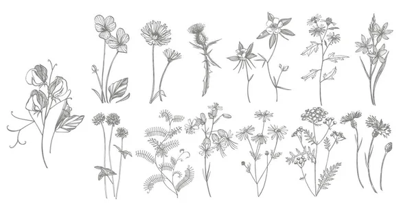 Raccolta di fiori ed erbe disegnati a mano. Illustrazione botanica delle piante. Vintage erbe medicinali schizzo set di inchiostro disegnato a mano erbe mediche e piante schizzo — Vettoriale Stock