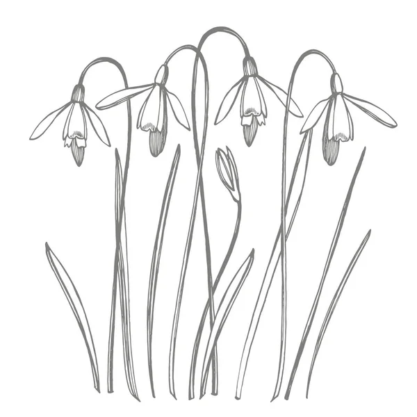 스노우 드롭 봄 꽃입니다. 식물 그림입니다. 빈티지 약초 스케치 세트 의 잉크 손으로 그린 의료 허브와 식물 스케치 — 스톡 벡터