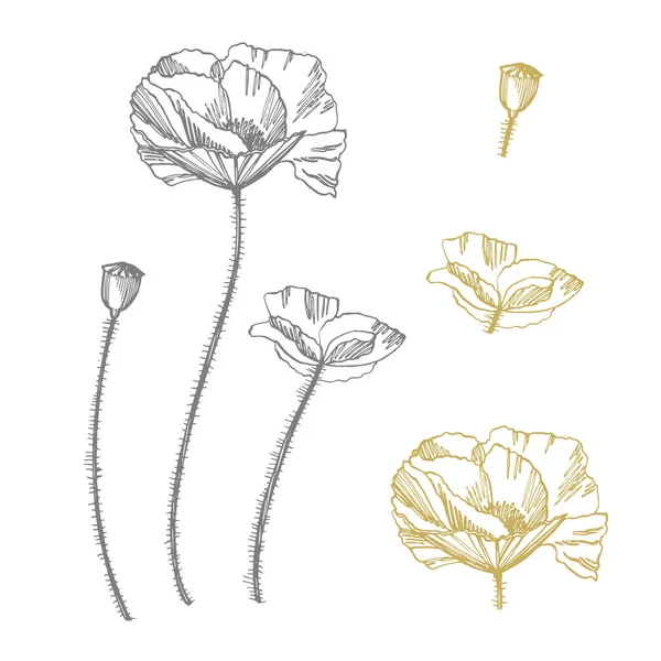 Mohnblumen. botanische Pflanzenillustration. Vintage Heilkräuter Skizzenset mit Tusche handgezeichnete Heilkräuter und Pflanzen Skizze — Stockvektor