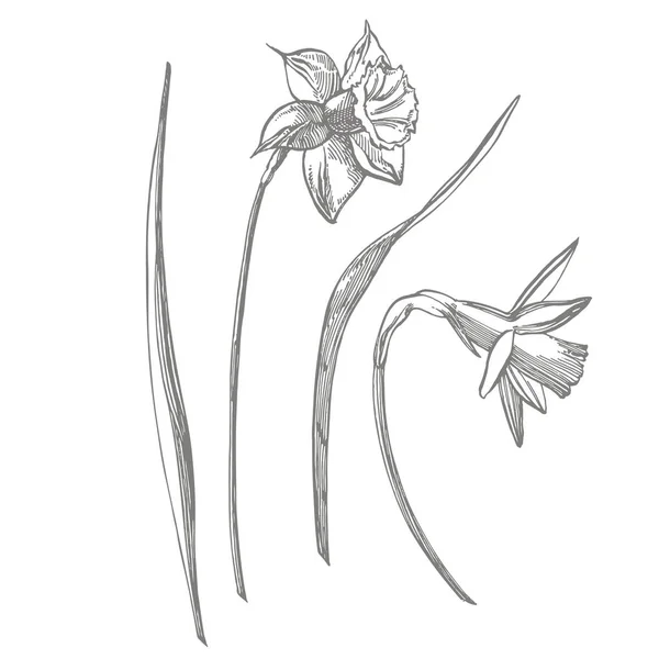 Daffodil lub Narcyz kwiatów rysunki. Kolekcja ręcznie rysowanego czarnego i białego żonkil. Ręcznie rysowane ilustracje botaniczne — Wektor stockowy