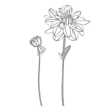 Elle çizilmiş mürekkep dahlias. Çiçek elementleri. Grafik çiçekler illüstrasyonlar. Botanik bitki illüstrasyon. Mürekkep el çizilmiş tıbbi otlar ve bitkiler kroki Vintage şifalı otlar kroki seti
