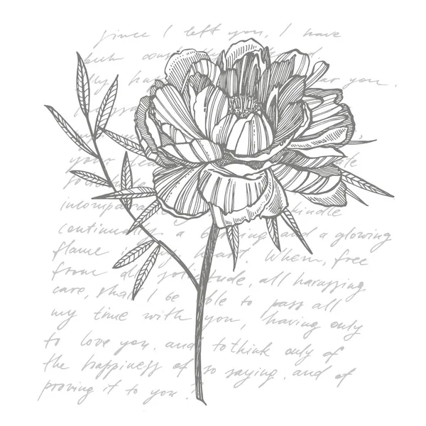 Peônia flor e folhas desenho. Conjunto floral gravado à mão. Ilustrações botânicas. Ótimo para tatuagem, convites, cartões de felicitações. Texto abstrato manuscrito —  Vetores de Stock