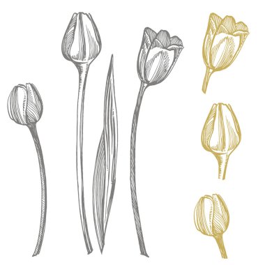 Lale çiçek grafik kroki illüstrasyon. Botanik bitki illüstrasyon. Mürekkep el çizilmiş tıbbi otlar ve bitkiler kroki Vintage şifalı otlar kroki seti