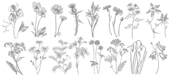 Collection de fleurs et d'herbes dessinées à la main. Illustration botanique. Esquisse d'herbes médicinales vintage ensemble d'herbes et de plantes médicinales dessinées à la main à l'encre — Image vectorielle