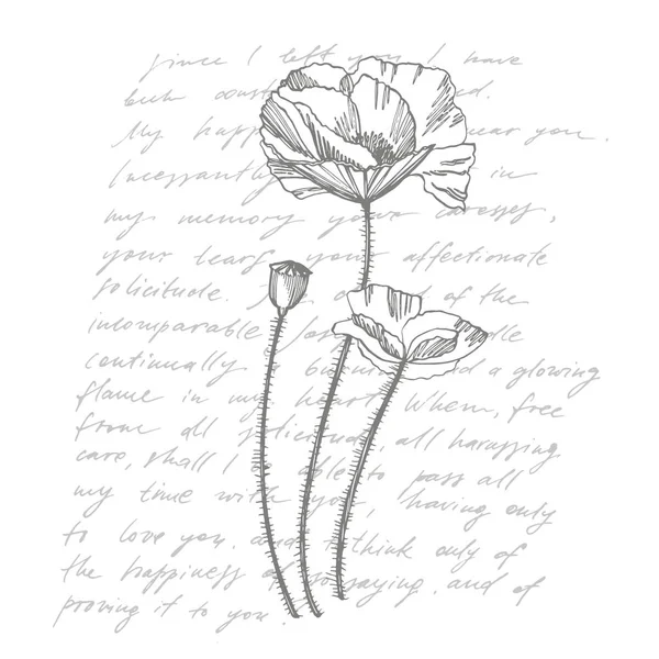 Poppy virágok. Botanikus növény illusztráció. Vintage gyógynövények vázlat meg a tinta kézzel rajzolt gyógynövények és növények vázlat. Kézzel írott absztrakt szöveg — Stock Vector