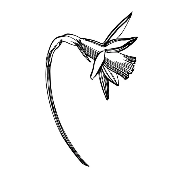 Desenhos de flores de Daffodil ou Narciso. Coleção de mão desenhado narciso preto e branco. Ilustrações botânicas desenhadas à mão — Vetor de Stock