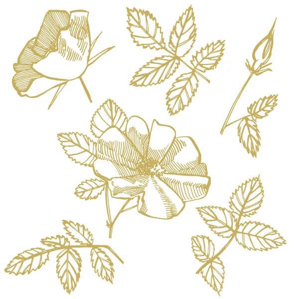 野生のバラの花の描画とスケッチイラスト。ファブリック、テキスタイル、包装紙、カード、招待状、壁紙、ウェブデザインのための装飾的な花のセット — ストックベクタ