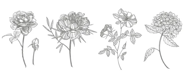 Bouquet. Fiori e ramoscelli primaverili. Peonie, ortensie, Rose. Illustrazione botanica d'epoca. Set bianco e nero di fiori di mais da disegno, elementi floreali, illustrazione botanica disegnata a mano — Vettoriale Stock