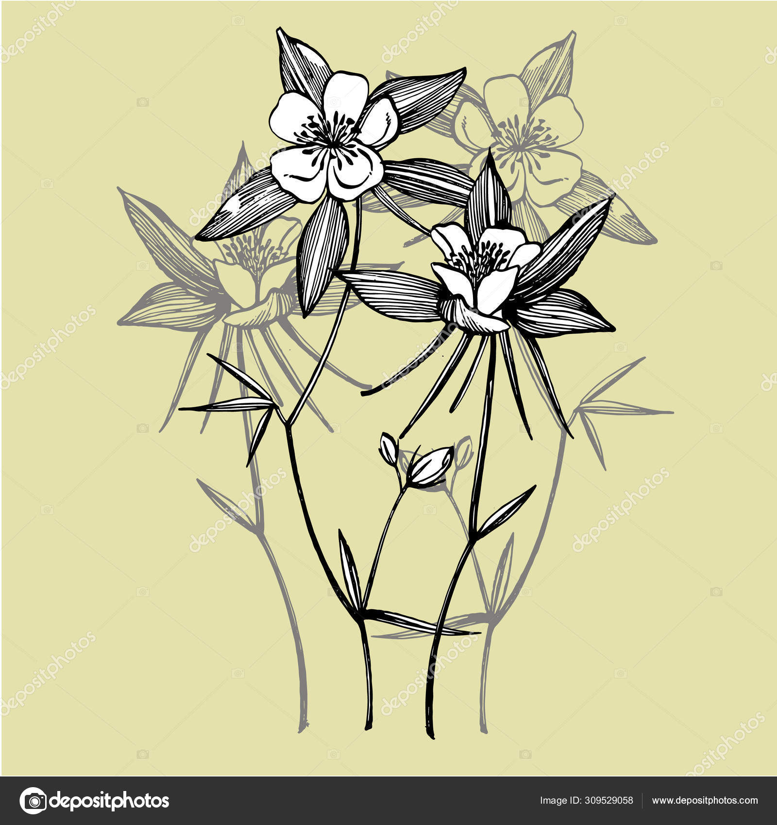 Double Columbine Flowers Collection Of Hand Drawn Flowers And Plants Botany Set Vintage Flowers Black And White Illustration In The Style Of Engravings Stock Vector C Asetrova 309529058