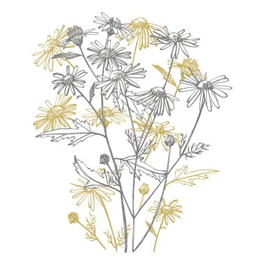 Tansy ve Papatya. El buketi çizilmiş çiçekler ve otlar. Botanik bitki illüstrasyon. Mürekkep el çizilmiş tıbbi otlar ve bitkiler kroki Vintage şifalı otlar kroki seti