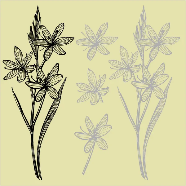 卡菲尔百合花。手工绘制的花和植物的集合。植物学。设置。复古花。雕刻风格的黑白插图. — 图库矢量图片