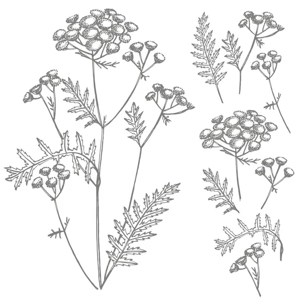 Tansy ou flor de margarida. Ilustração botânica. Bom para cosméticos, medicina, tratamento, aromaterapia, enfermagem, design de embalagens, buquê de campo. Flores de feno selvagem desenhadas à mão —  Vetores de Stock