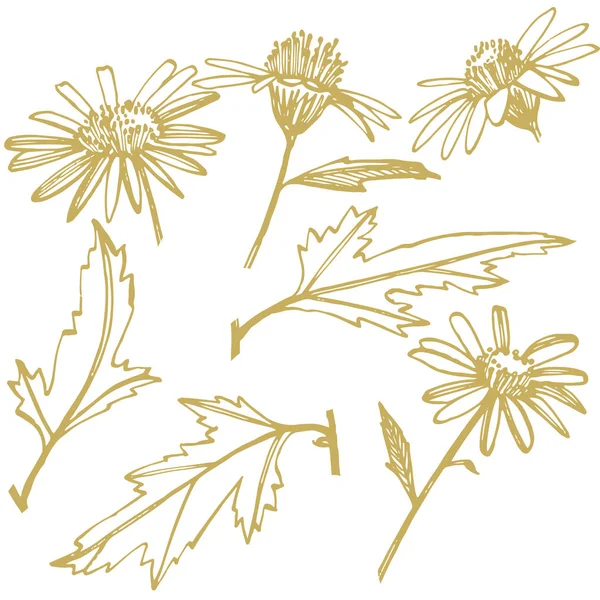 Kamille of Daisy bloem. Botanische illustratie. Goed voor cosmetica, geneeskunde, behandelen, aromatherapie, verpleging, pakketontwerp, veldboeket. Hand getrokken wilde hooibloemen — Stockvector