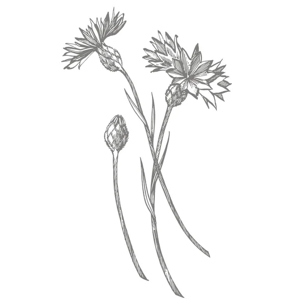 Blå Cornflower Herb eller ungkarl knapp blomma bukett isolerad på vit bakgrund. Uppsättning av ritning blåklint, blommiga element, handritade botaniska illustration — Stock vektor