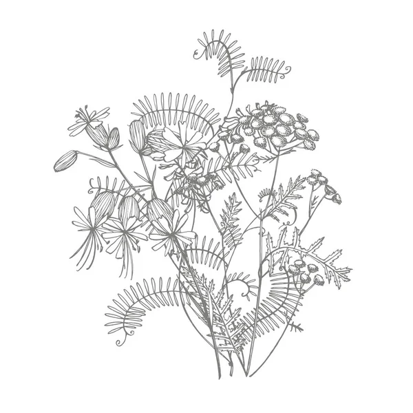 野生植物ビシアクラッカの枝。タフテッド・ベッチやヴィシア・クラッカ、ヴィンテージ彫刻イラスト。手描きの花とハーブの花束。植物のイラスト — ストックベクタ