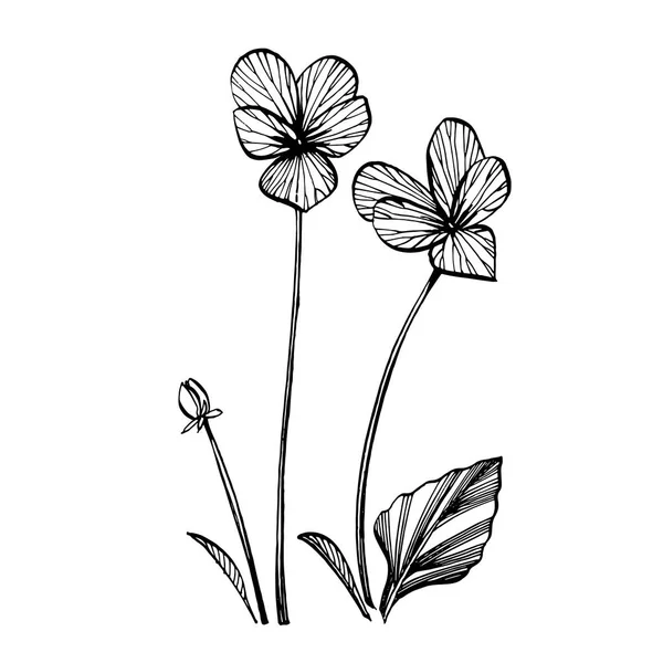 Pansy eller Daisy blomma. Botanisk illustration. Bra för kosmetika, medicin, behandling, aromaterapi, omvårdnad, paket design, fältbukett. Handritade vilda hö blommor — Stock vektor