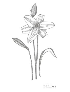 Zambak çiçekleri. Botanik illüstrasyon. Kozmetik, tıp, tedavi, aromaterapi, hemşirelik, paket tasarımı, alan buketi El çizilmiş yabani saman çiçekleri için iyi.