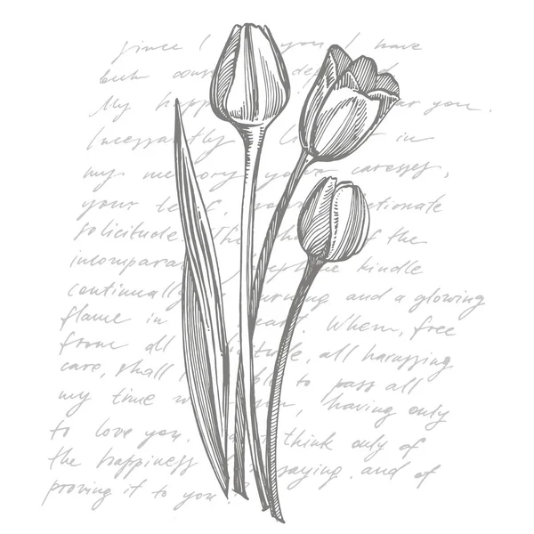 튤립 꽃 그래픽 스케치 일러스트 레이션입니다. 식물 그림입니다. 빈티지 약초 스케치 세트 잉크 손으로 그린 의료 허브와 식물 스케치. 필기 추상 텍스트 — 스톡 벡터