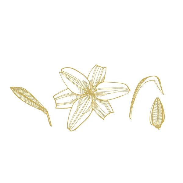 Lily blommor. Botanisk illustration. Bra för kosmetika, medicin, behandling, aromaterapi, omvårdnad, paket design, fält bukett handritade vilda hö blommor — Stock vektor