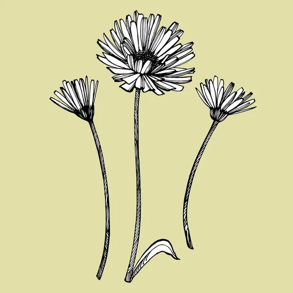 Calendula of Daisy bloem. Botanische illustratie. Goed voor cosmetica, geneeskunde, behandelen, aromatherapie, verpleging, pakketontwerp, veldboeket. Hand getrokken wilde hooibloemen — Stockvector