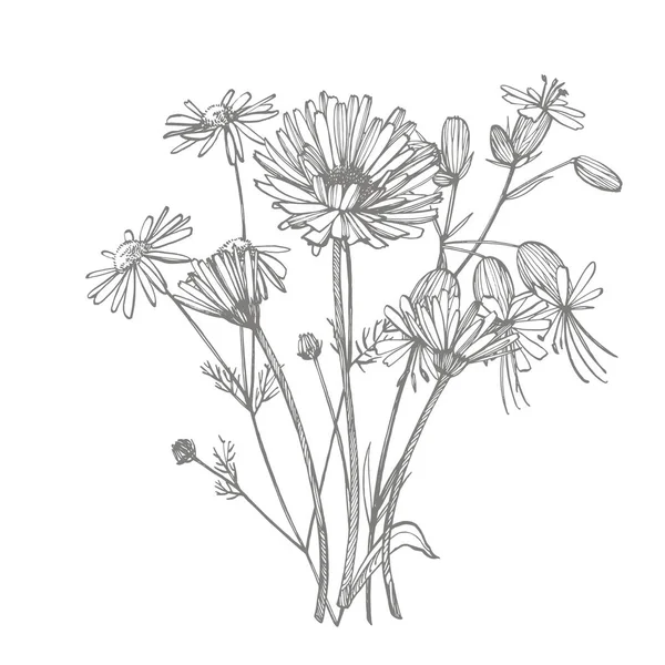 Tansy y Manzanilla. Ramo de flores y hierbas dibujadas a mano. Ilustración de plantas botánicas. Texto abstracto manuscrito fondo de pantalla — Archivo Imágenes Vectoriales