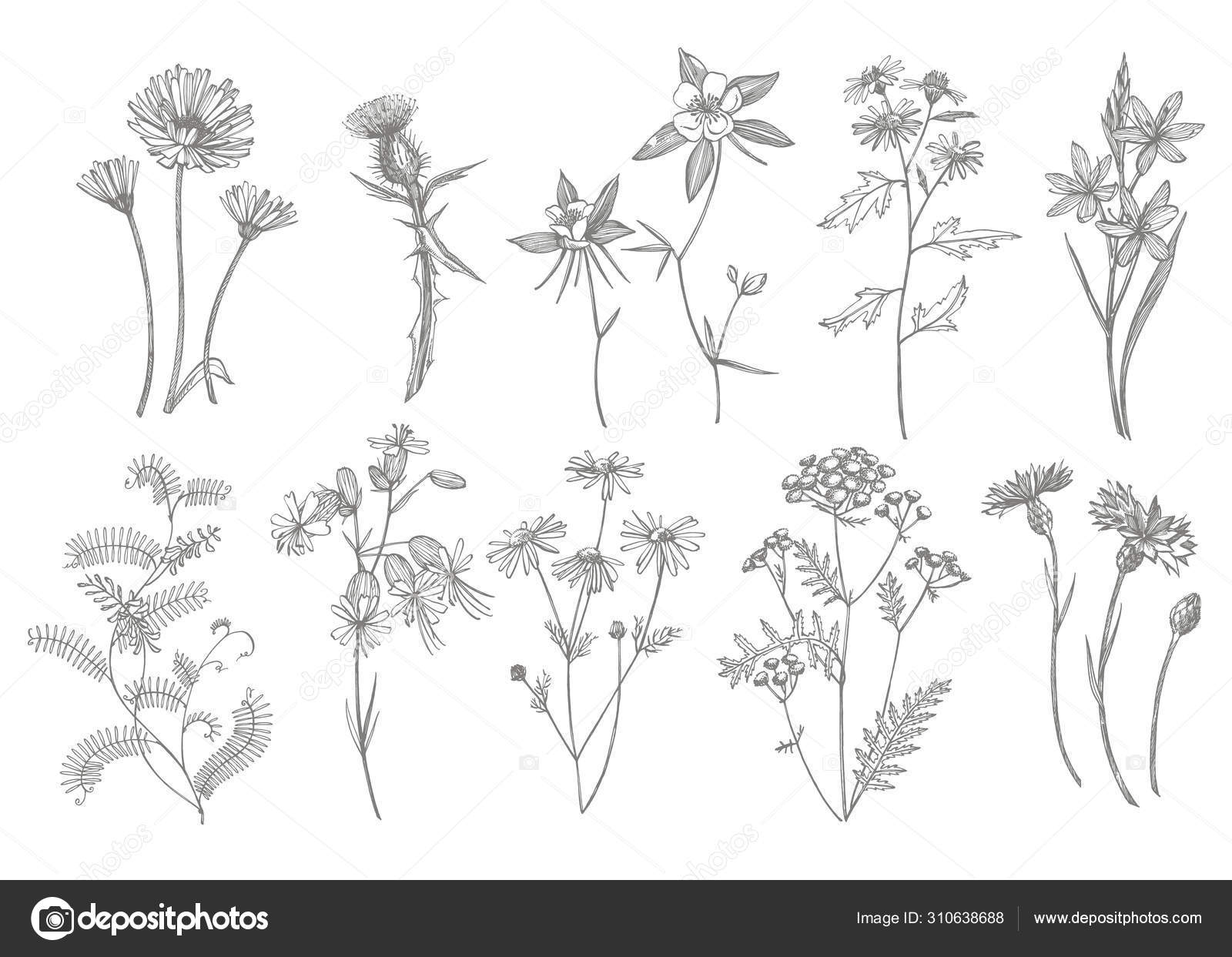 手描きの花とハーブのコレクション 植物植物のイラスト ヴィンテージ薬用ハーブのスケッチセットインク手描きの医療ハーブと植物のスケッチ ストックベクター C Asetrova 手描きの花とハーブのコレクション 植物植物のイラスト ヴィンテージ薬用ハーブのスケッチセットインク手描きの医療ハーブと植物のスケッチ ストックベクター C Asetrova