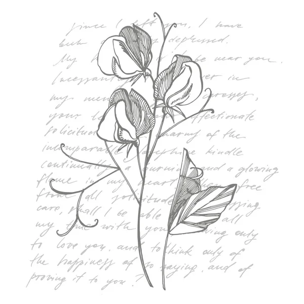 Flores de ervilha doce desenho e esboço com linha-arte em fundos brancos. Ilustração botânica da planta. Texto abstrato manuscrito —  Vetores de Stock