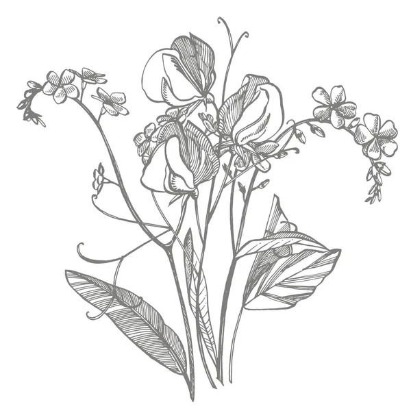 Κλάδος των άγριων φυτών Ξέχνα με, όχι και γλυκά μπιζέλια. Εκλεκτής ποιότητας χαραγμένη εικόνα. Μπουκέτο με χειροποίητα λουλούδια και βότανα. Απεικόνιση βοτανικών φυτών — Διανυσματικό Αρχείο