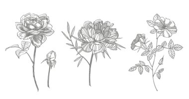 El çizilmiş çiçekler ve otlar koleksiyonu. Botanik bitki illüstrasyon. Mürekkep el çizilmiş tıbbi otlar ve bitkiler kroki Vintage şifalı otlar kroki seti