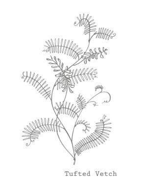 Vahşi bitki Vicia cracca şube. Tufted Vetch veya Vicia cracca, Vintage kazınmış Illustration. Botanik Illustration. Kozmetik, ilaç, tedavi, aromaterapi, hemşirelik, paket tasarım için iyi