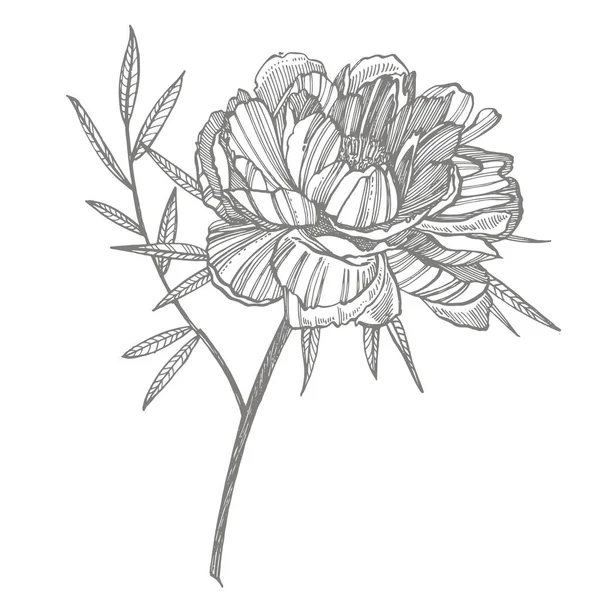 Peony bloem en bladeren tekenen. Hand getrokken gegraveerd Floral set. Botanische illustraties. Geweldig voor tattoo, uitnodigingen, wenskaarten — Stockvector