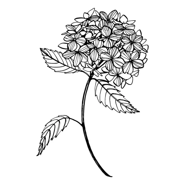 ヴィンテージスタイルのアジサイグラフィックイラスト。白い背景に線画で描くとスケッチ花。植物のイラスト — ストックベクタ