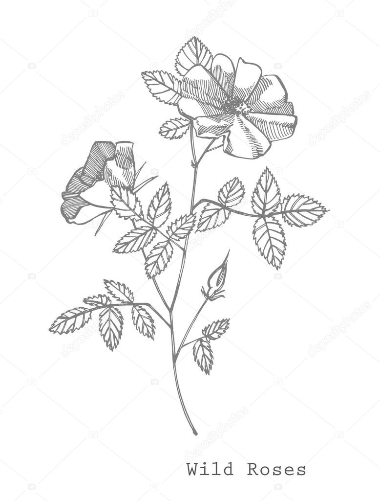 Wild rose flowers drawing and sketch illustrations. Decorative floral set for fabric, textile, wrapping paper, card, invitation, wallpaper, web design.