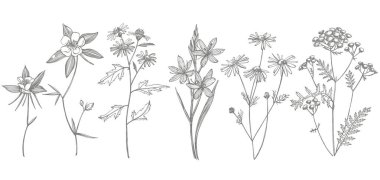 El çizilmiş çiçekler ve otlar koleksiyonu. Botanik bitki illüstrasyon. Mürekkep el çizilmiş tıbbi otlar ve bitkiler kroki Vintage şifalı otlar kroki seti