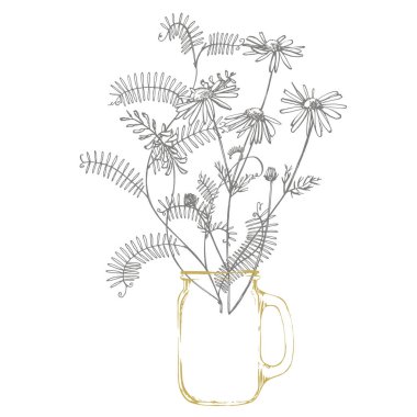 Vahşi bitki Vicia cracca şube. Tufted Vetch veya Vicia cracca, Vintage kazınmış Illustration. El çizilmiş çiçekler ve otlar buket. Botanik bitki illüstrasyon