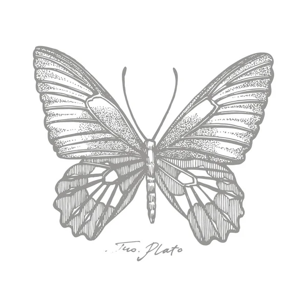 Motýli siluety. Ikony motýla izolované na bílém pozadí. Grafická ilustrace — Stockový vektor