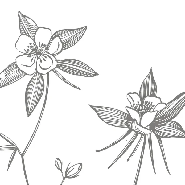 Çift Columbine çiçekler. El çizilmiş çiçekler ve bitkiler koleksiyonu. Botanik. Ayarlamak. Vintage çiçekler. Gravürleri tarzında siyah ve beyaz Illustration — Stok Vektör