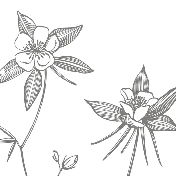 Fiori a doppia colonnina. Raccolta di fiori e piante disegnati a mano. Botanica. Pronti. Fiori vintage. Illustrazione in bianco e nero nello stile delle incisioni — Vettoriale Stock