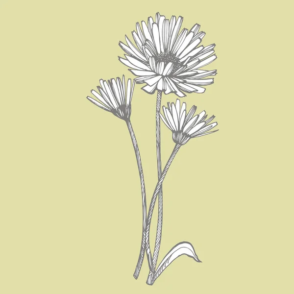 Calendula of Daisy bloem. Botanische illustratie. Goed voor cosmetica, geneeskunde, behandelen, aromatherapie, verpleging, pakketontwerp, veldboeket. Hand getrokken wilde hooibloemen — Stockvector