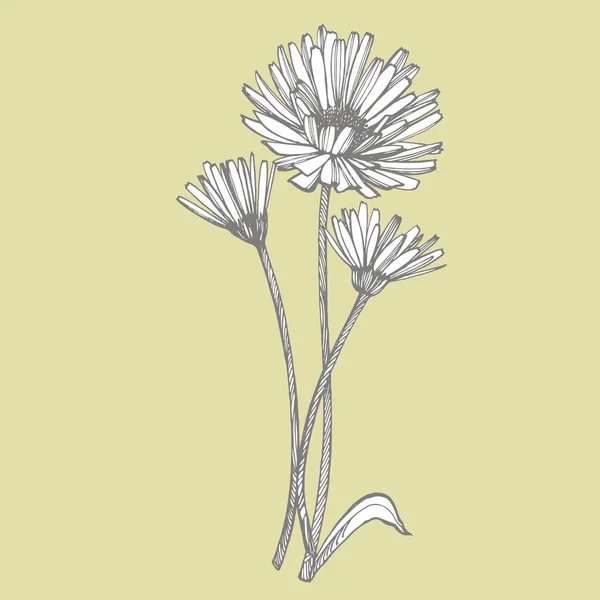 Calendula ou fleur de marguerite. Illustration botanique. Bon pour les cosmétiques, la médecine, le traitement, l'aromathérapie, les soins infirmiers, la conception d'emballage, le bouquet de terrain. Fleurs de foin sauvage dessinées à la main — Image vectorielle