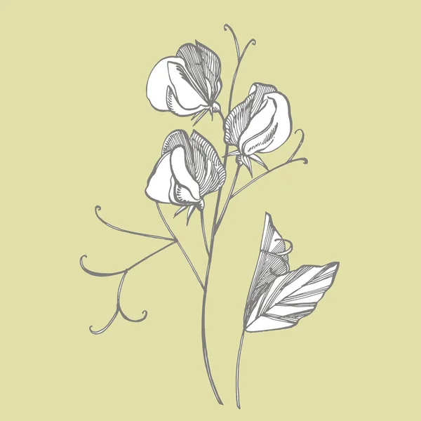 Söta ärt blommor ritning och skiss med Line-art på vit bakgrund. Blommönster med blommor av söta ärtor. Elegant mallen för tyg, papper, vykort — Stock vektor