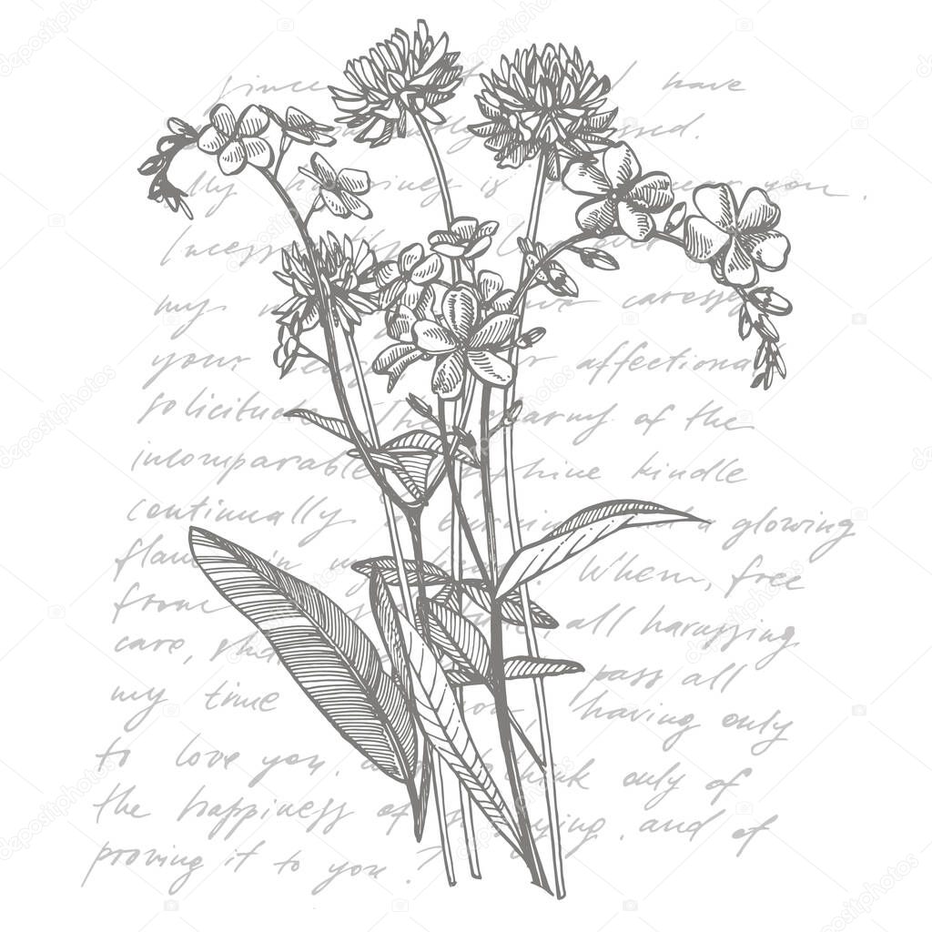 Branch of wild plant Forget-me-not and Clover. Vintage engraved illustration. Bouquet of hand drawn flowers and herbs. Botanical plant illustration. Handwritten abstract text